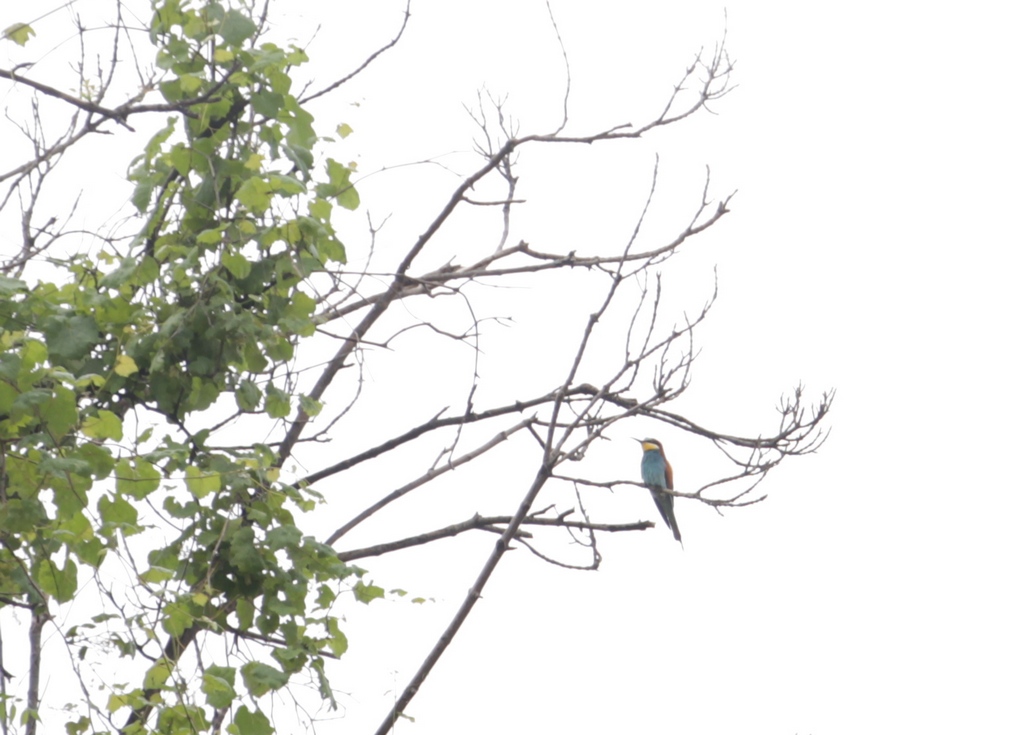 European Bee-eater