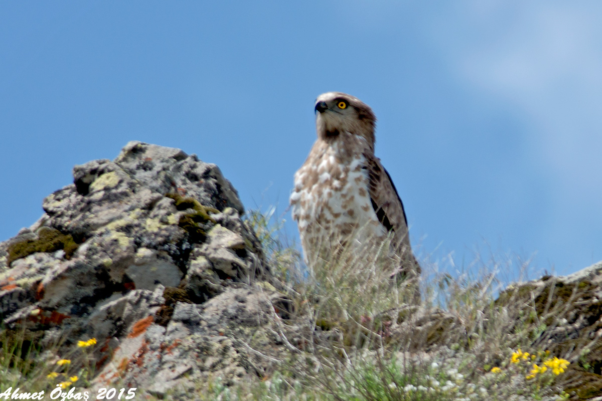 Short-toed Snake Eagle