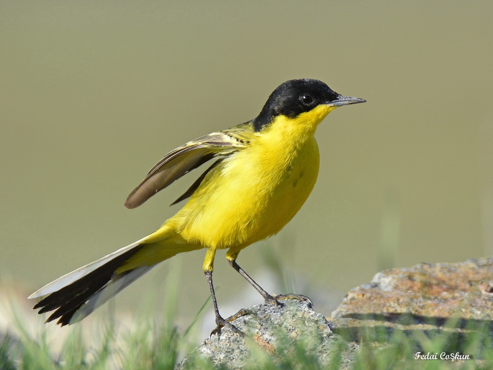 Western Yellow Wagtail