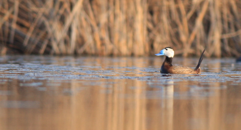 White-headed Duck