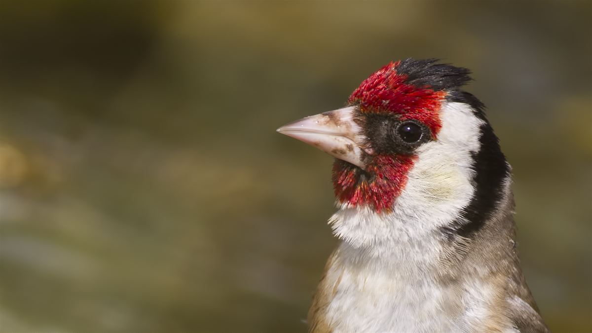 European Goldfinch