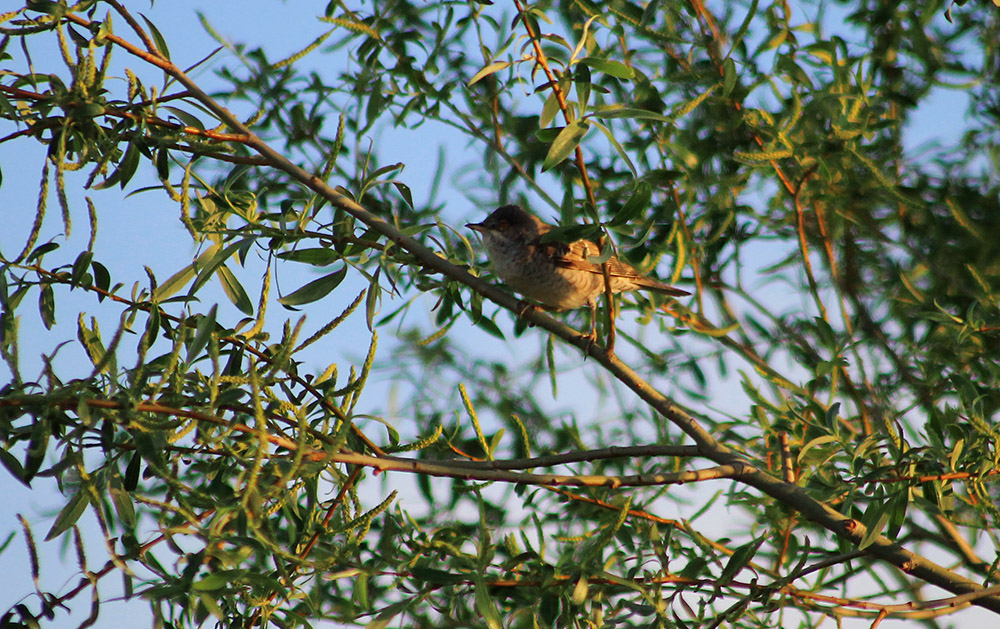 Barred Warbler