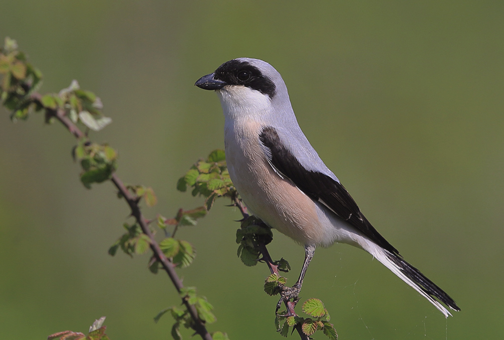 Lesser Grey Shrike