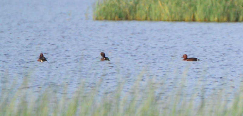 Ferruginous Duck