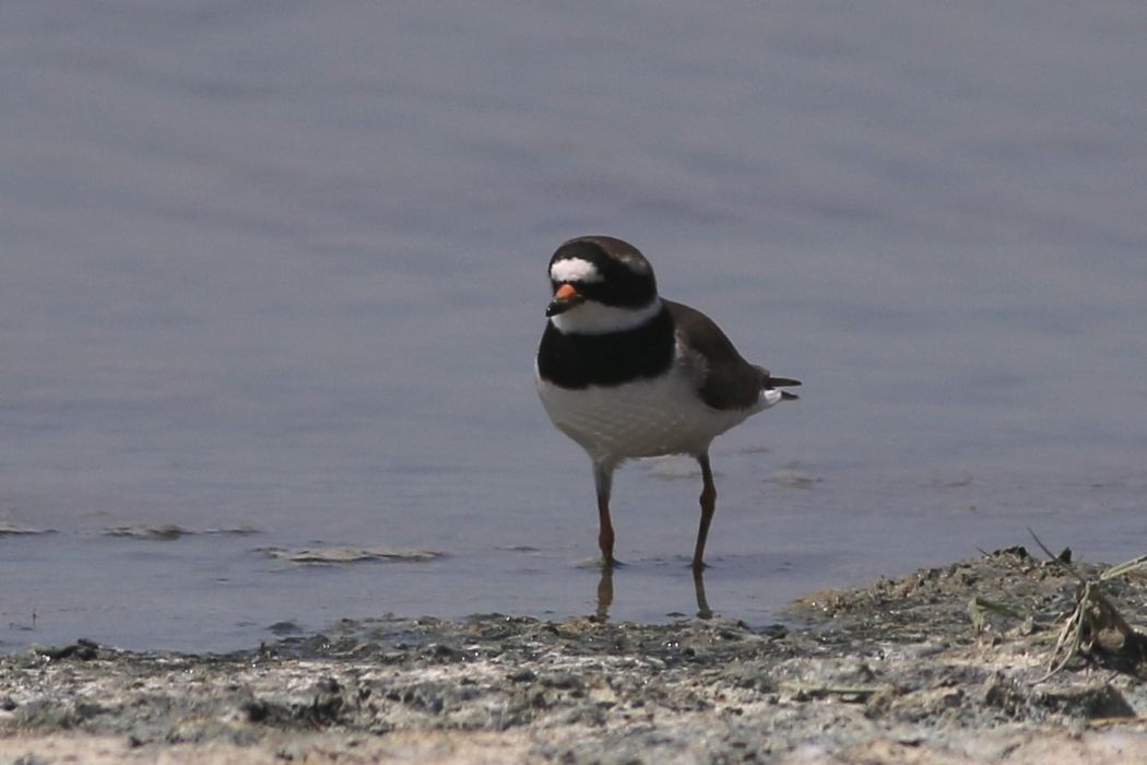 Common Ringed Plover