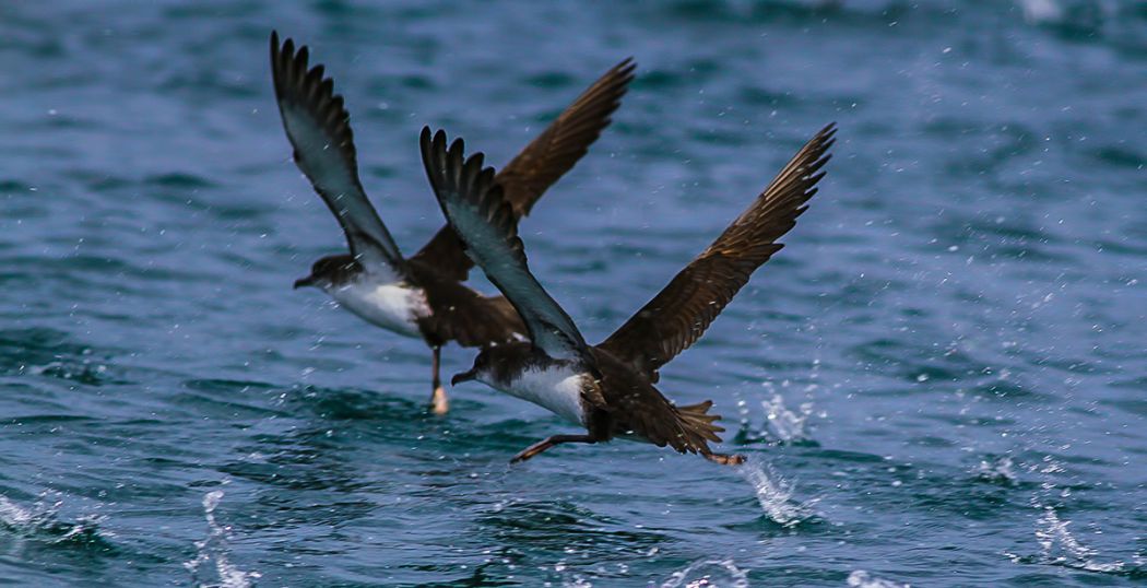 Yelkouan Shearwater