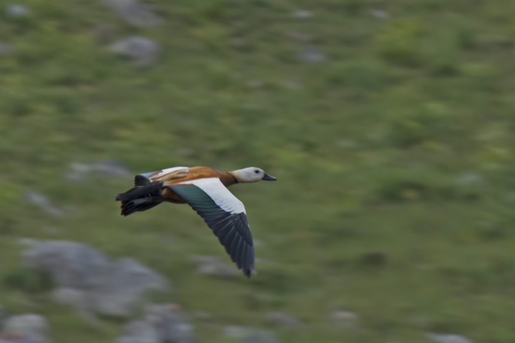 Ruddy Shelduck
