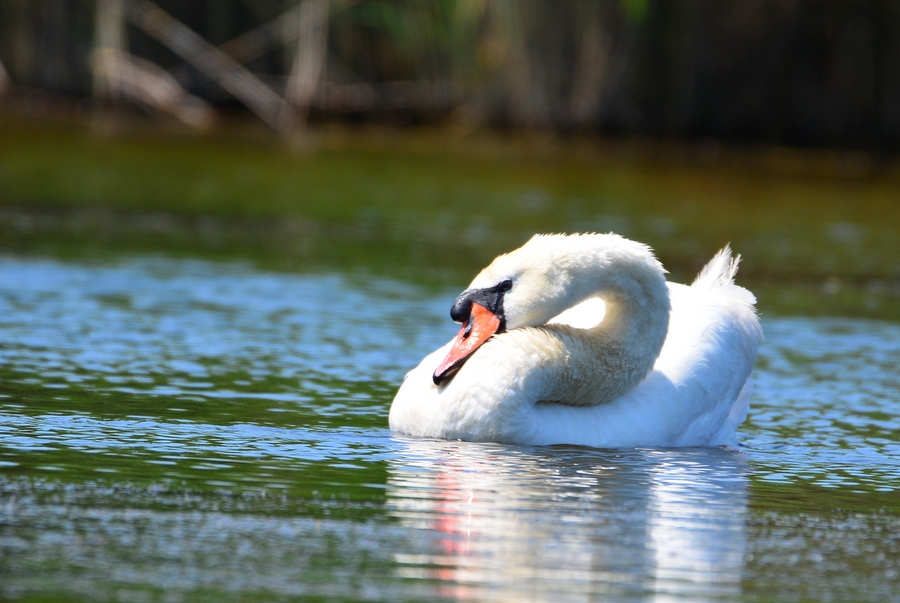 Mute Swan