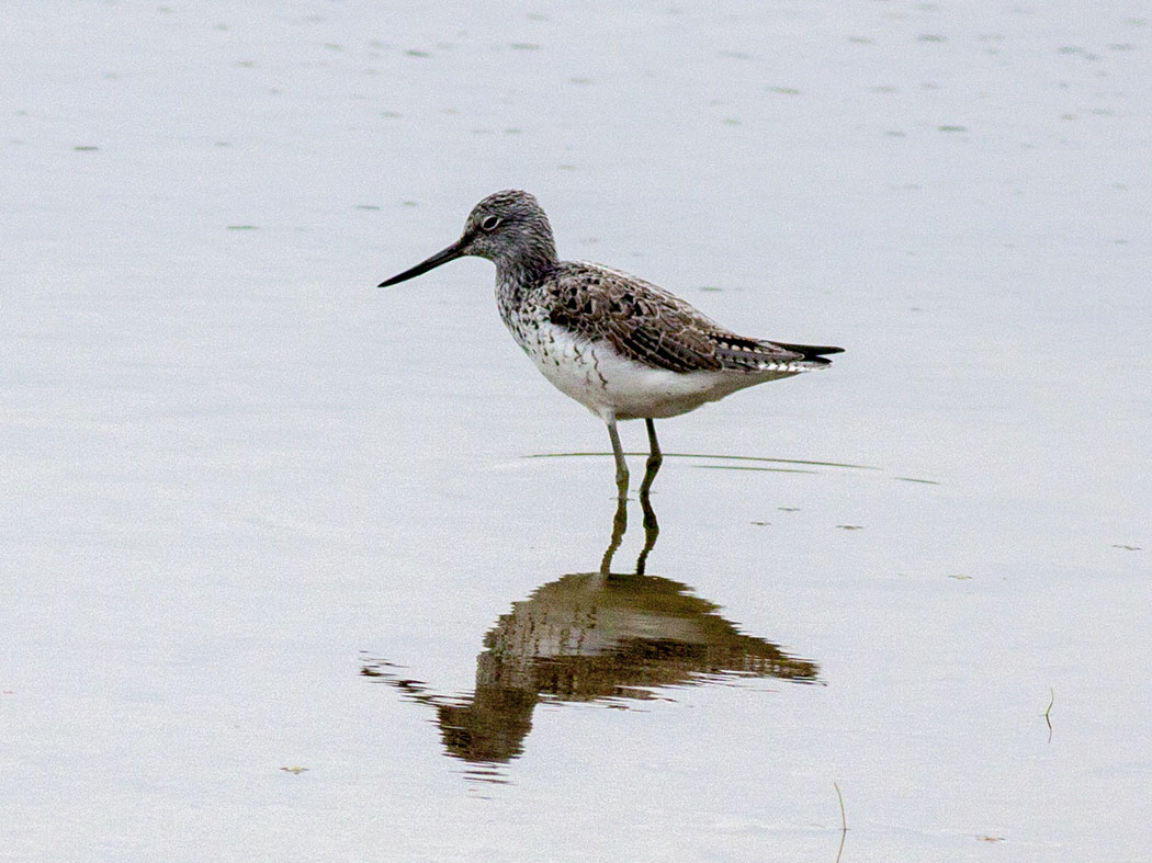Common Greenshank