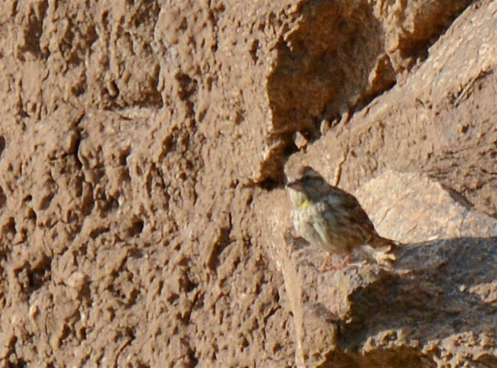 Rock Sparrow