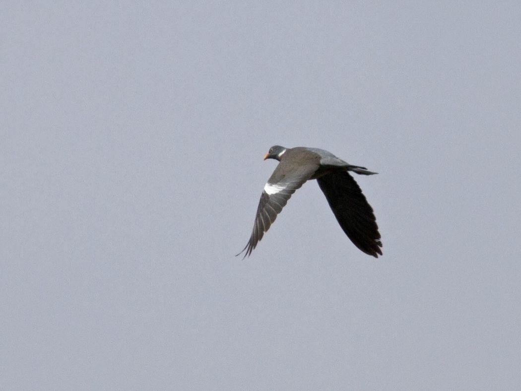Common Wood Pigeon