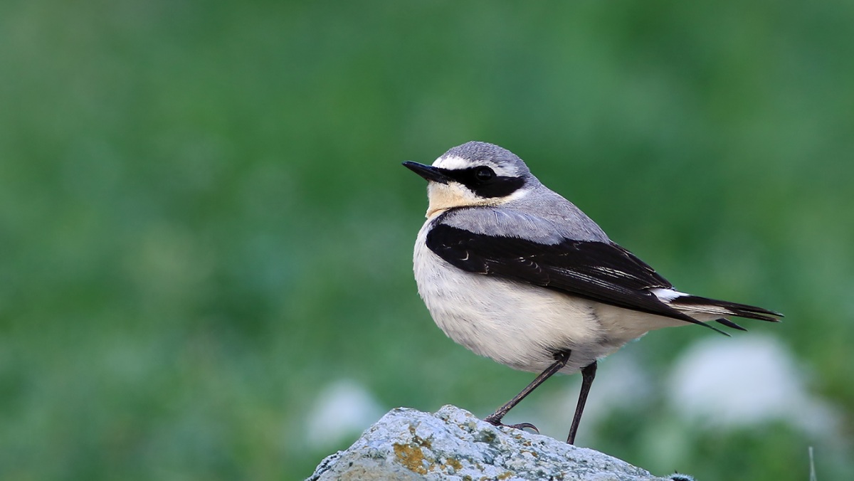 Northern Wheatear