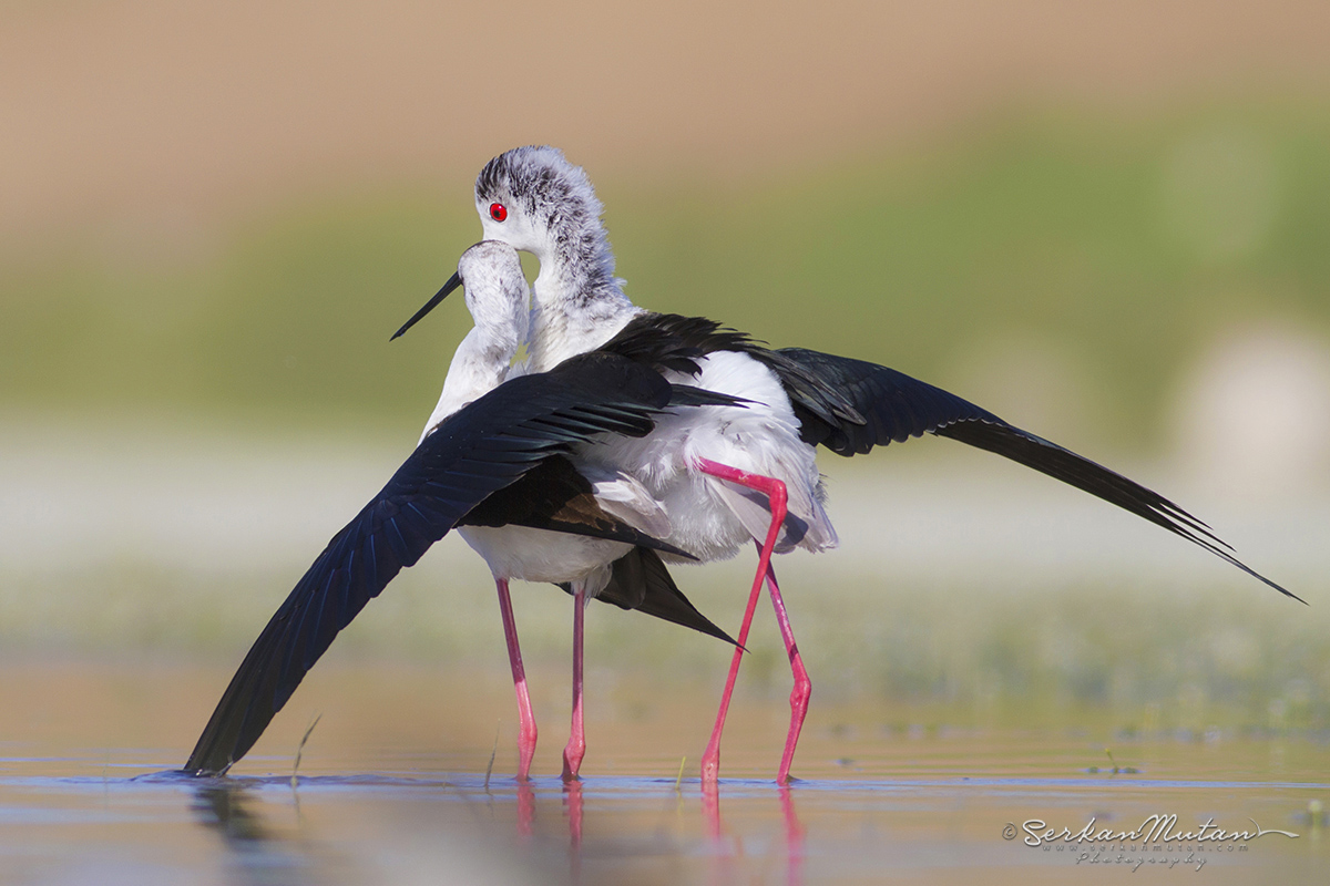 Black-winged Stilt