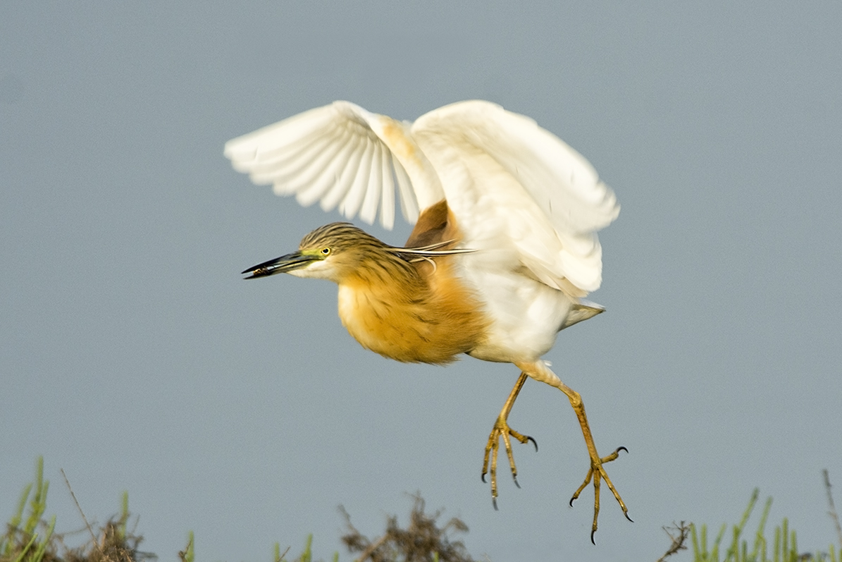 Squacco Heron