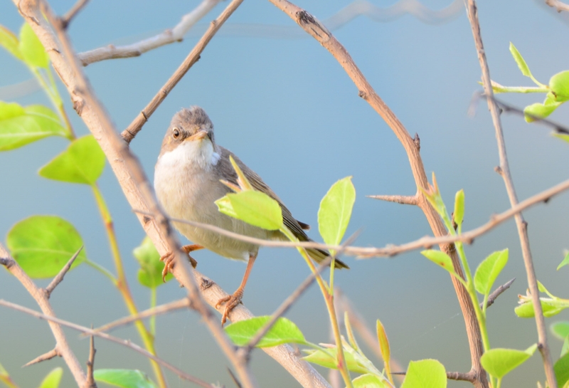 Common Whitethroat