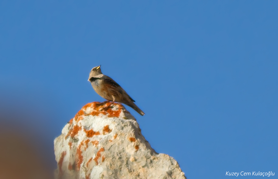 Alpine Accentor