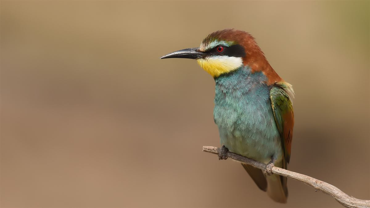 European Bee-eater