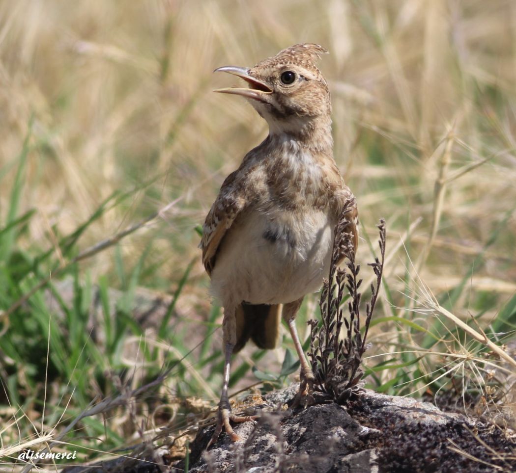 Eurasian Skylark