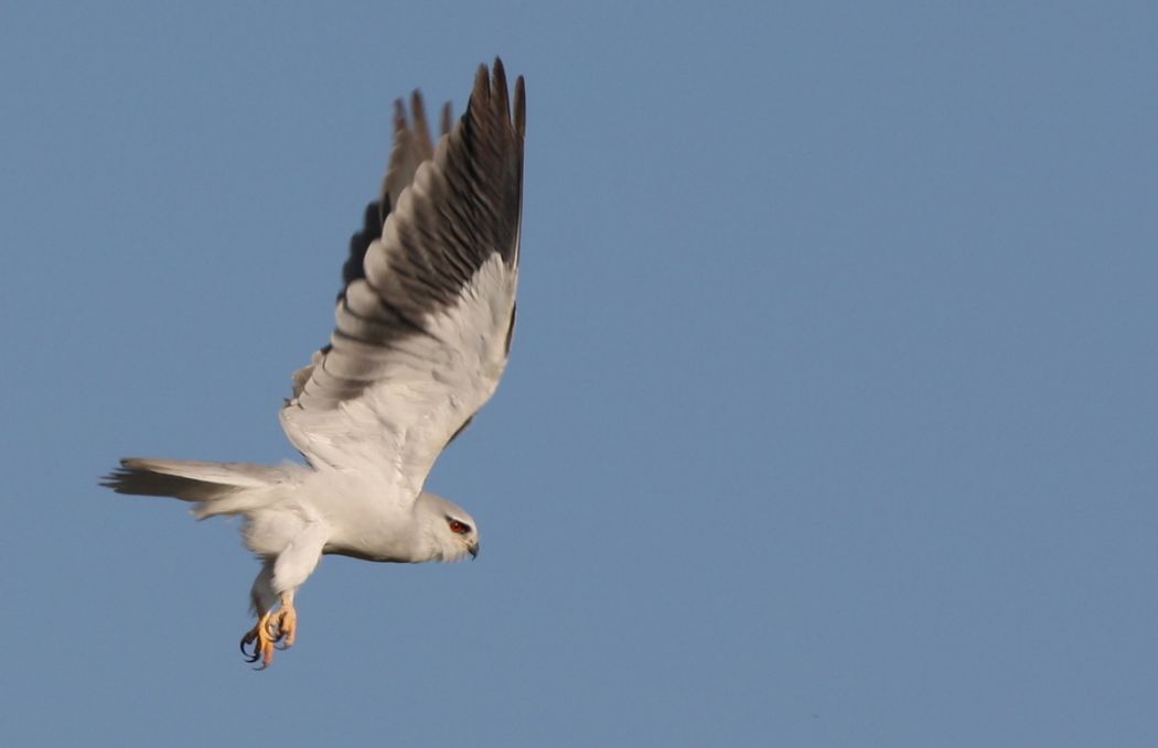 Black-winged Kite