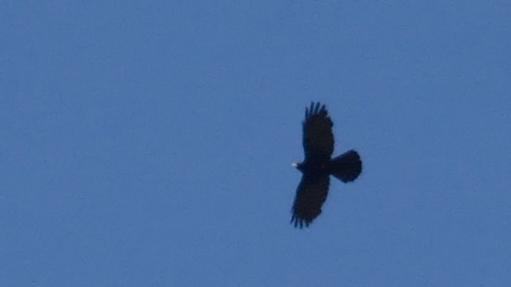 Alpine Chough