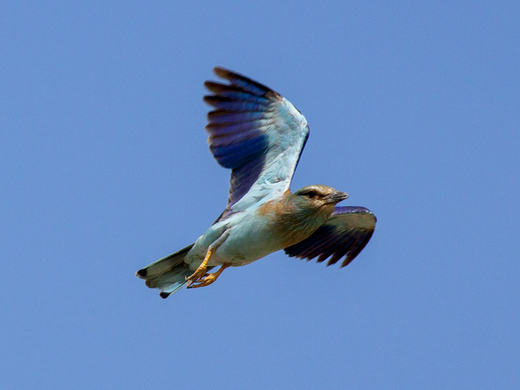 European Roller