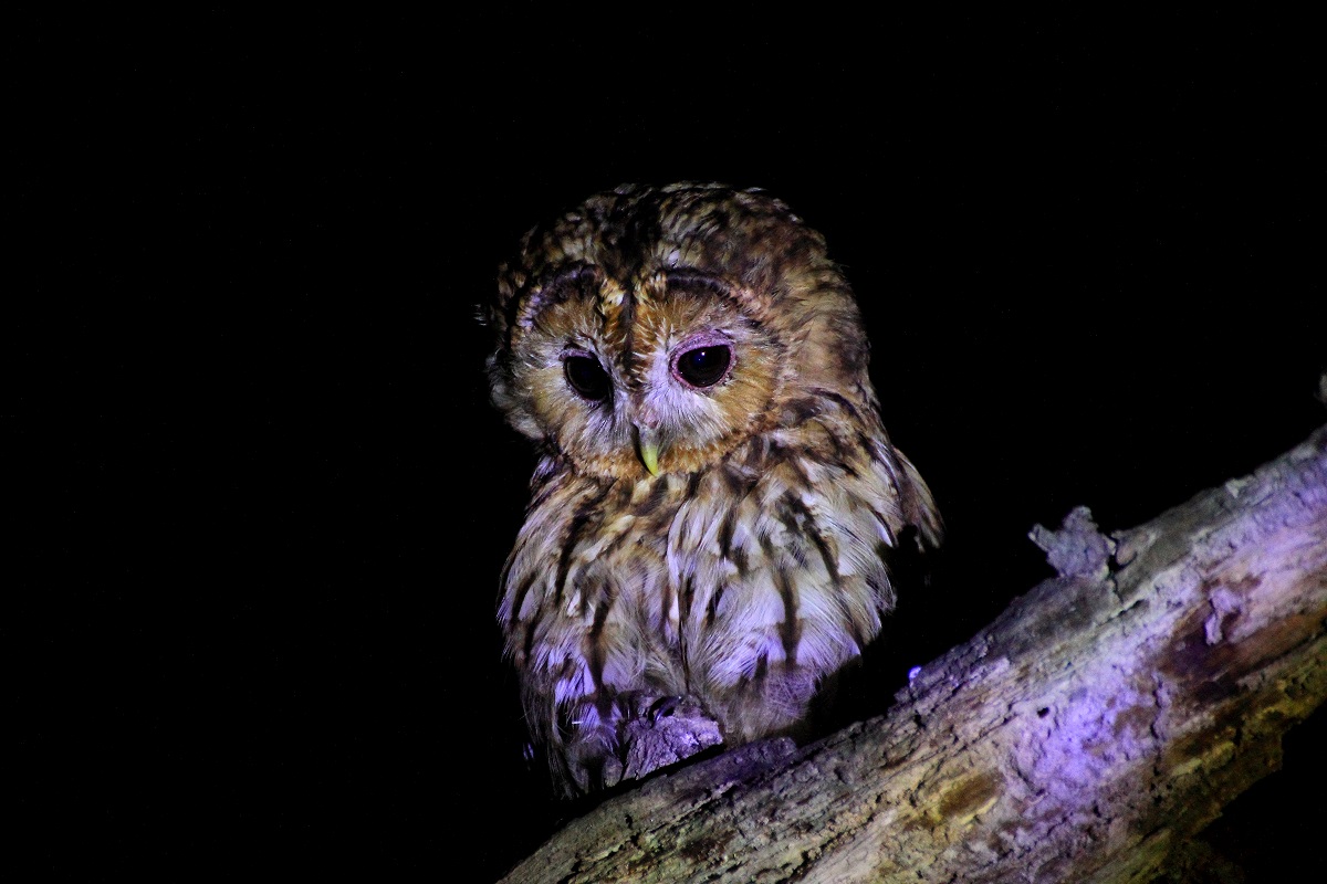 Tawny Owl
