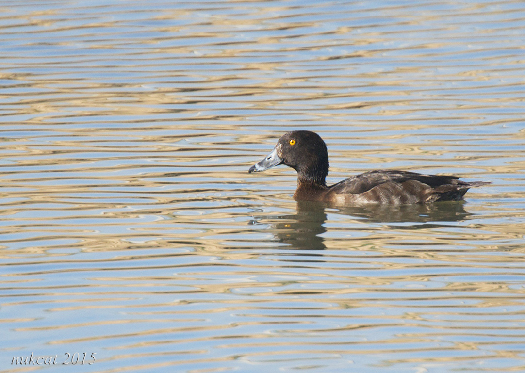 Tufted Duck