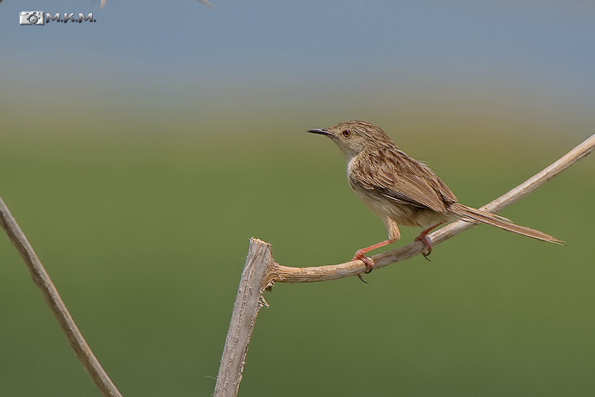 Delicate Prinia