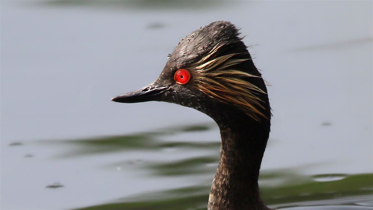Black-necked Grebe
