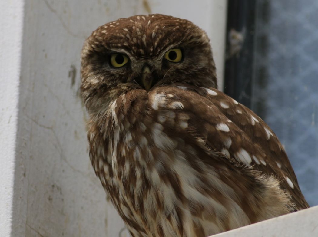 Little Owl