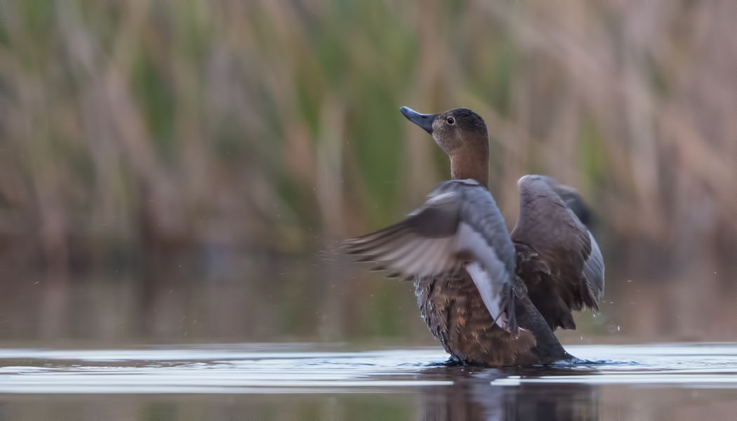 Common Pochard