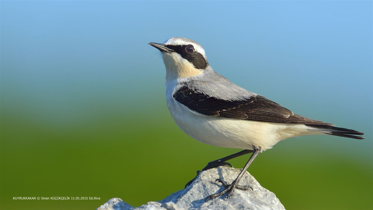 Northern Wheatear