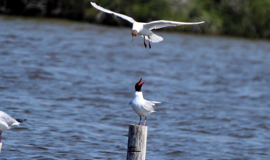 Mediterranean Gull