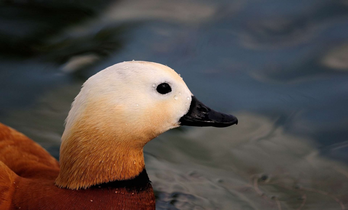 Ruddy Shelduck