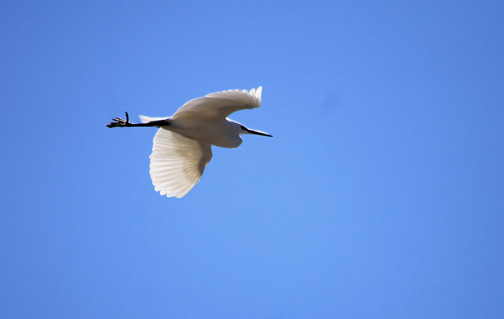 Little Egret