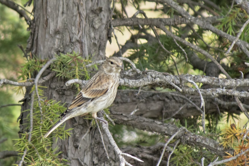 Common Linnet