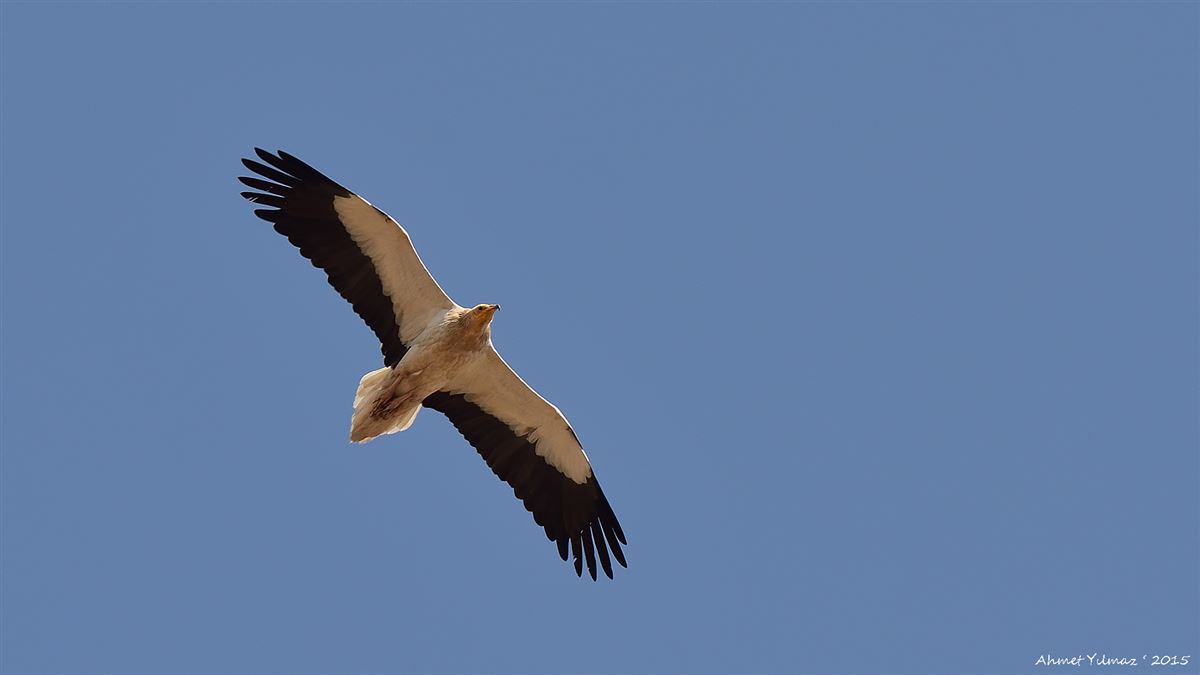 Egyptian Vulture