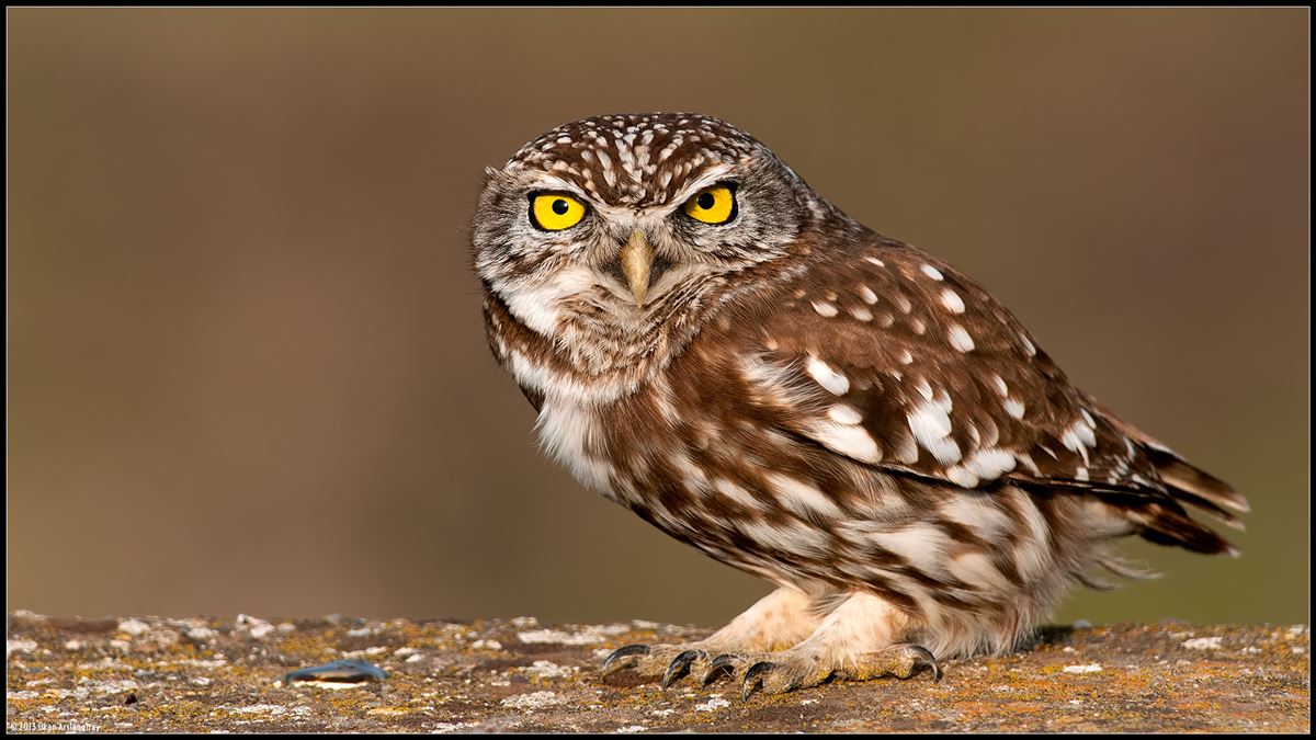 Little Owl