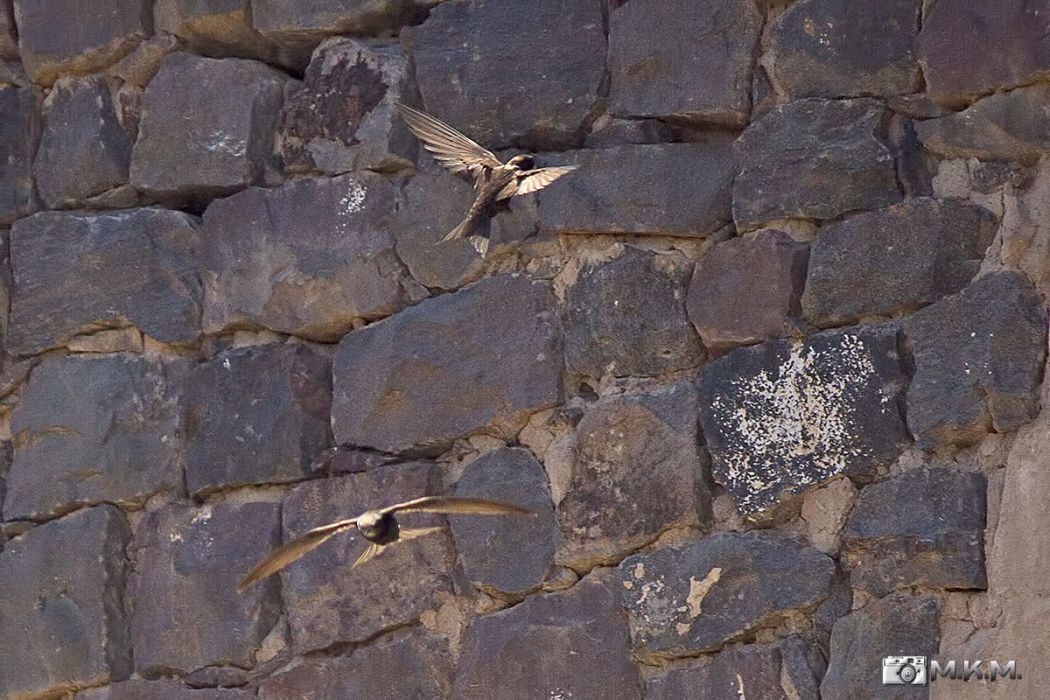 Common Swift