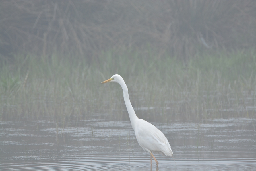 Great Egret
