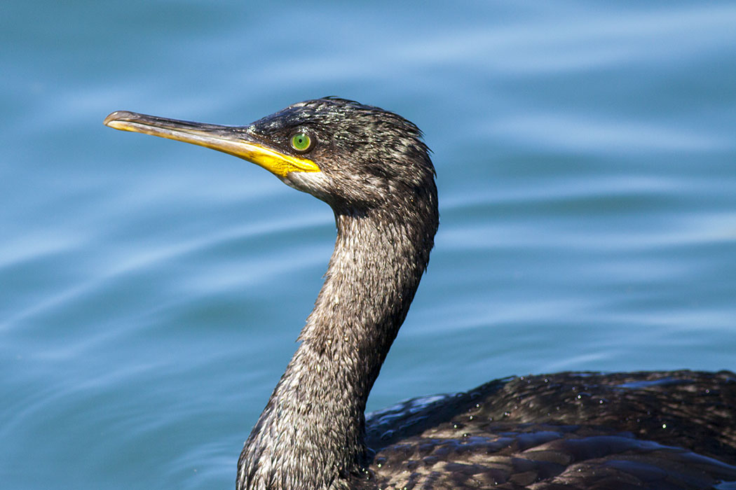 European Shag