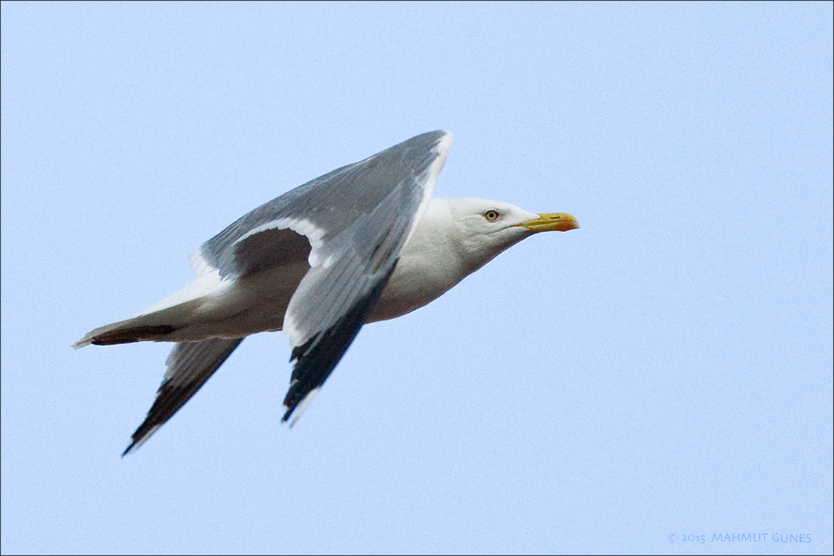 Yellow-legged Gull