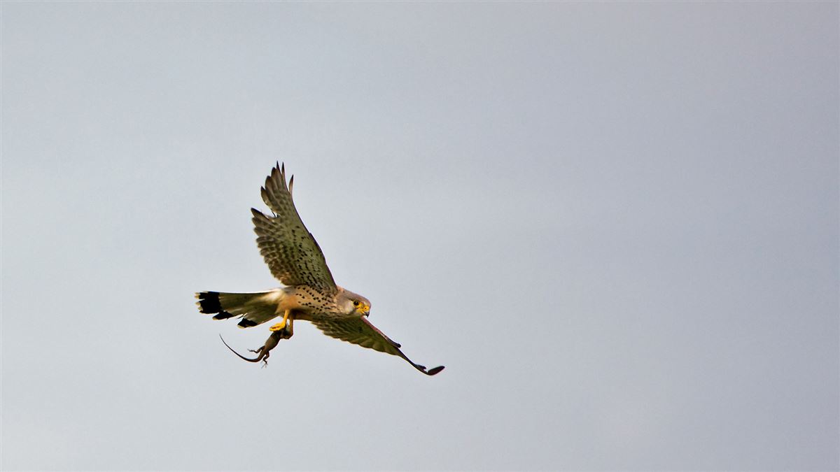 Common Kestrel