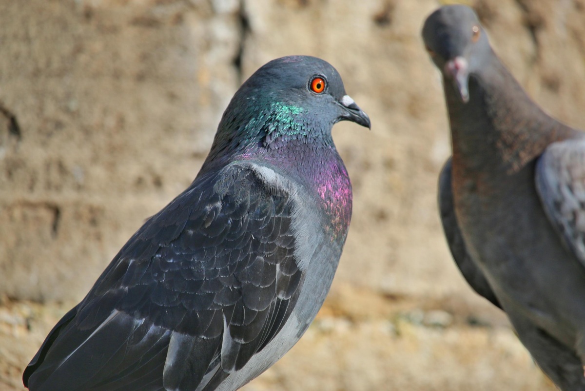 Rock Dove