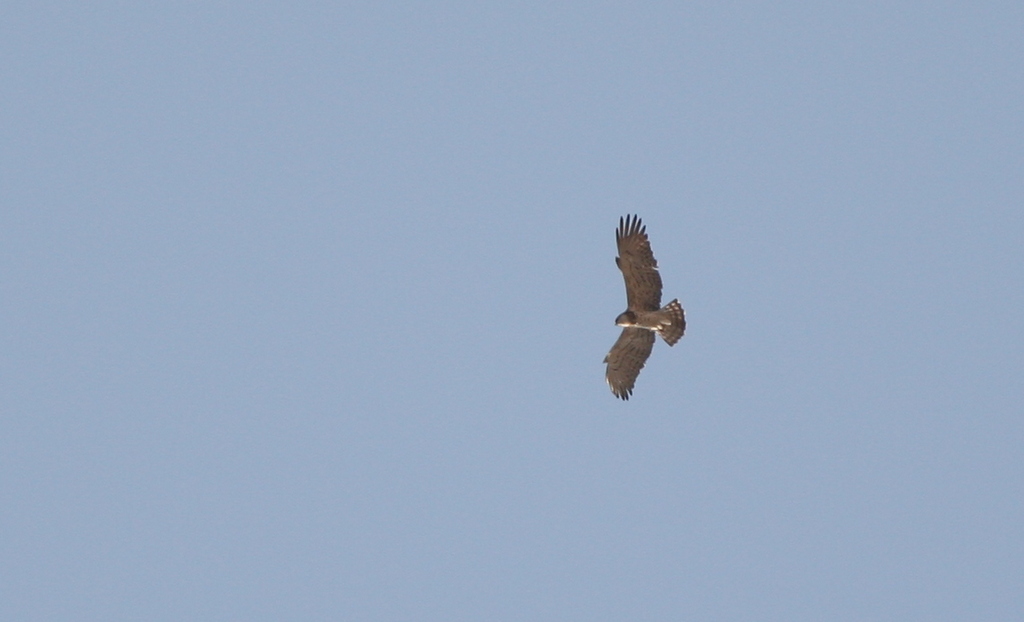 Short-toed Snake Eagle