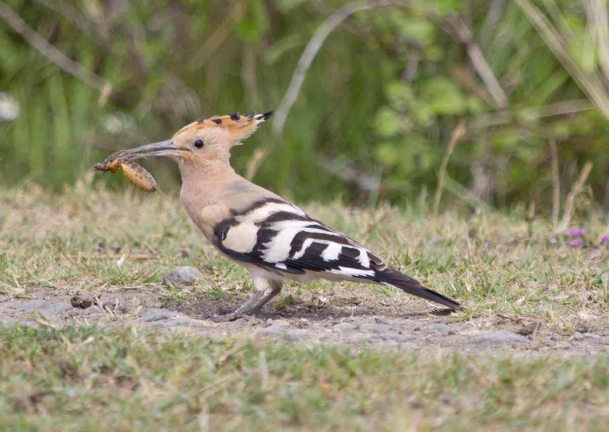 Common Hoopoe