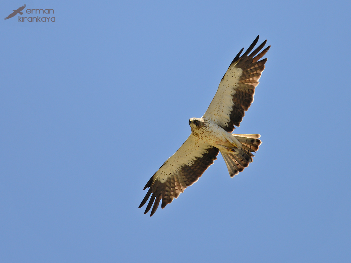 Booted Eagle