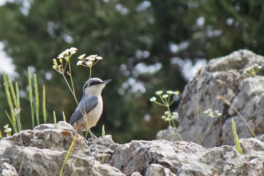Western Rock Nuthatch