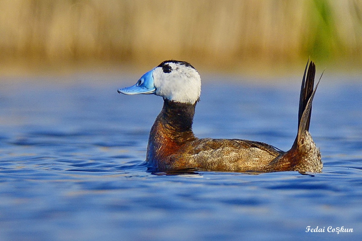 White-headed Duck