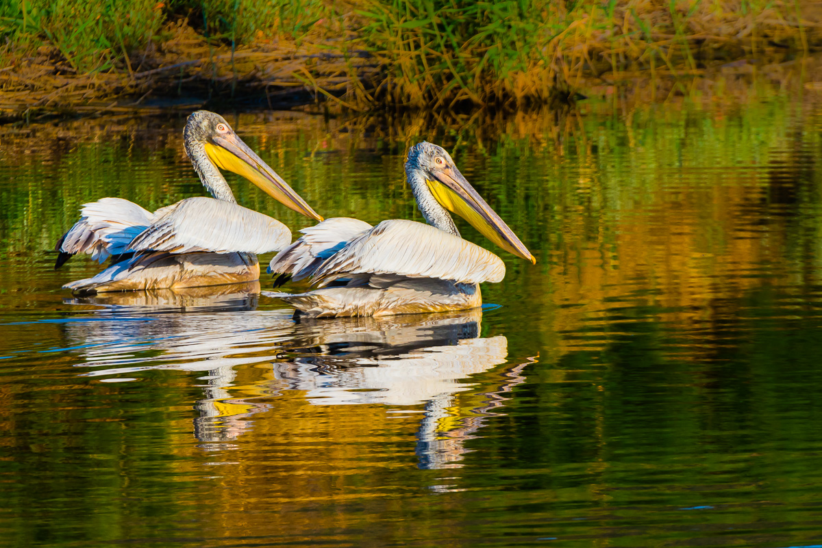 Dalmatian Pelican